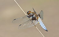 Broad-bodied Chaser (Male, Libellula depressa)